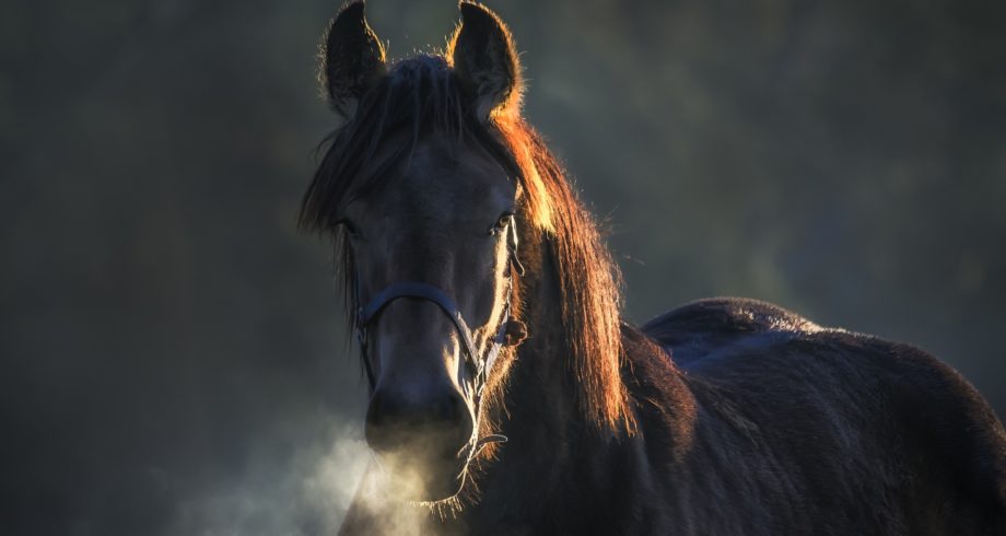 Maryland-horse-month-22